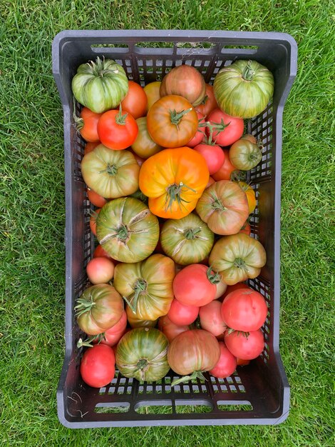 Boîte avec des tomates mûres colorées se dresse sur l'herbe verte