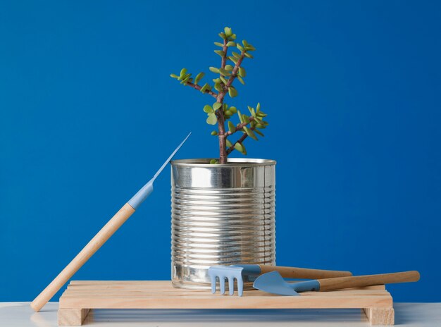 Photo boîtes de conserve réutilisées contenant des plantes en croissance avec recycle reuse zero waste at home