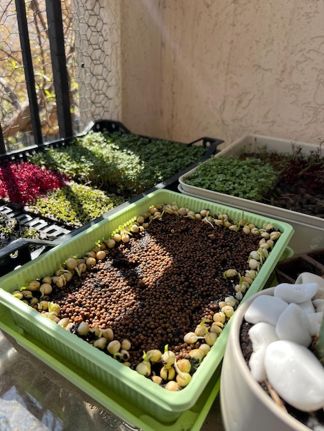 Des boîtes avec divers verts sont sur le balcon