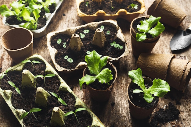 Photo boîtes à œufs et pots de tourbe réutilisés