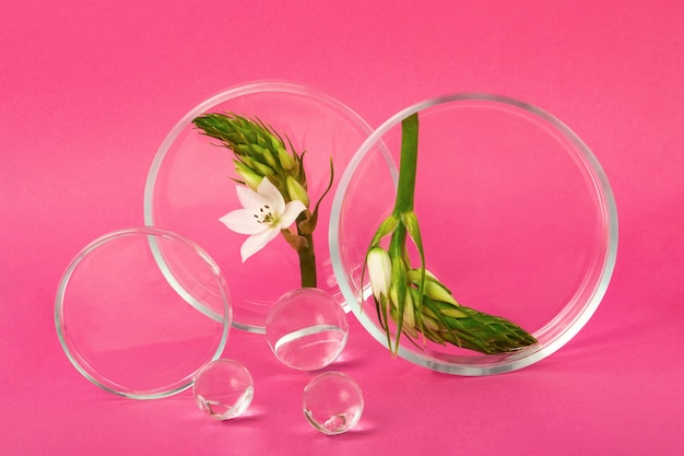 Boîtes de Pétri restant sur les fonds roses avec une branche de fleur à l'intérieur. Des boules de verre à proximité. Concept de la recherche et de la création de produits cosmétiques.