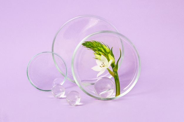 Boîtes de Pétri restant sur les fonds violets avec une branche de fleur à l'intérieur. Des boules de verre à proximité. Concept de la recherche et de la création de produits cosmétiques.