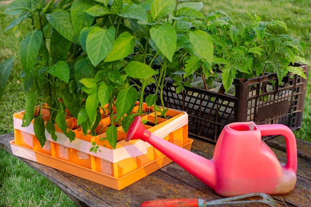 Boîtes de travail de jardin de printemps de semis de tomates et de poivrons sur une table rustique en bois arrosant