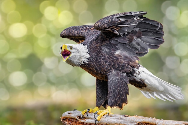 Photo le bokeh d'un aigle