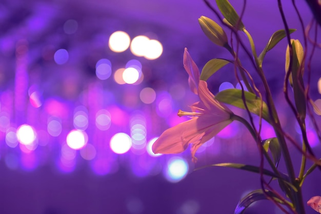 Bokeh à la fête de mariage