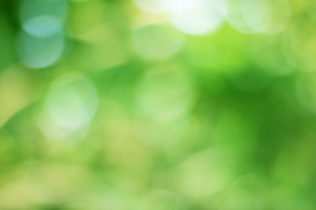 Bokeh de feuilles d&#39;arbres pour le fond de la nature et enregistrer le concept vert