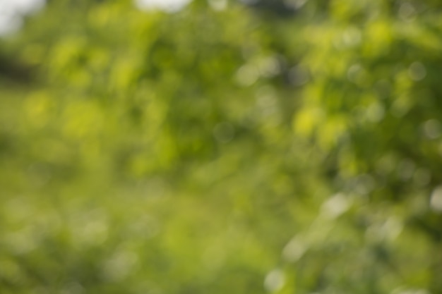 Bokeh des feuilles des arbres pour la nature