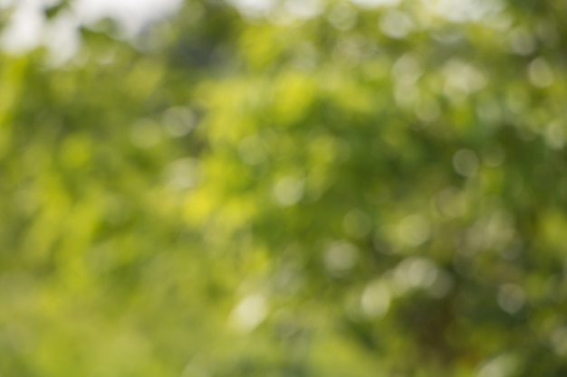 Bokeh des feuilles des arbres pour la nature