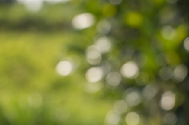 Bokeh des feuilles des arbres pour la nature