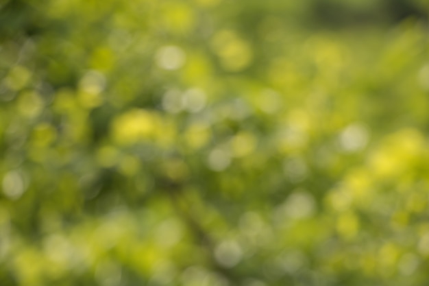 Bokeh des feuilles des arbres pour la nature