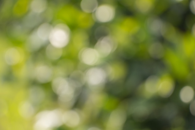 Bokeh des feuilles des arbres pour la nature