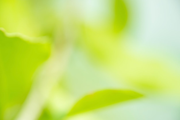 Bokeh flou arbre nature fond avec la lumière du soleil sur la saison de printemps d'été