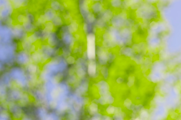 bokeh nature avec arbre vert flou défocalisé et ciel bleu en arrière-plan en journée ensoleillée