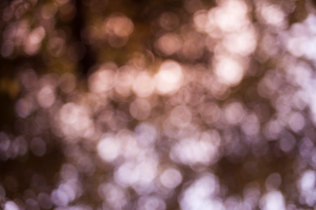 Bokeh naturel flou.