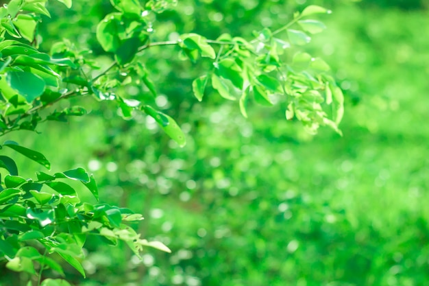 Bokeh of Tree Leaves pour fond de nature et enregistrer le concept vert, doux et flou de