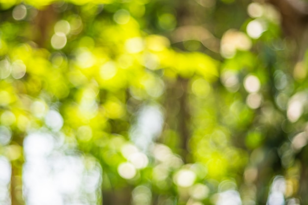 Bokeh de sous l&#39;arbre