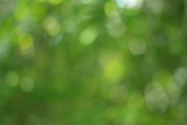 Bokeh vert sur la nature abstrait flou fond vert bokeh d'arbre