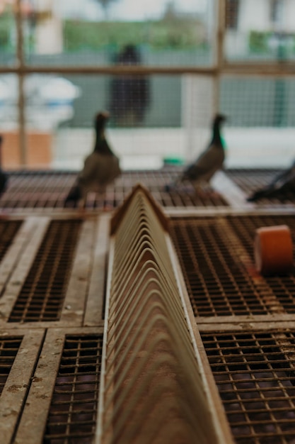 Bol d'alimentation de pigeon dans la maison de pigeon