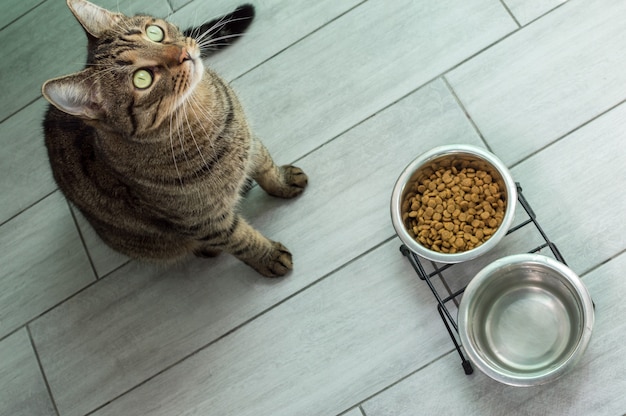 Un bol d'eau et de nourriture sèche se tient près du chat