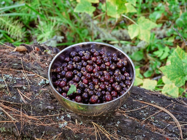 Bol entièrement en métal de baies de cassis sauvages Un bol avec des baies sauvages récoltées se dresse sur une souche dans la forêt Cadeaux de cassis de la nature dans un bol en argent