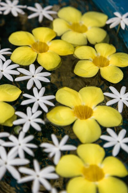 Un bol de fleurs avec des pétales blancs dessus