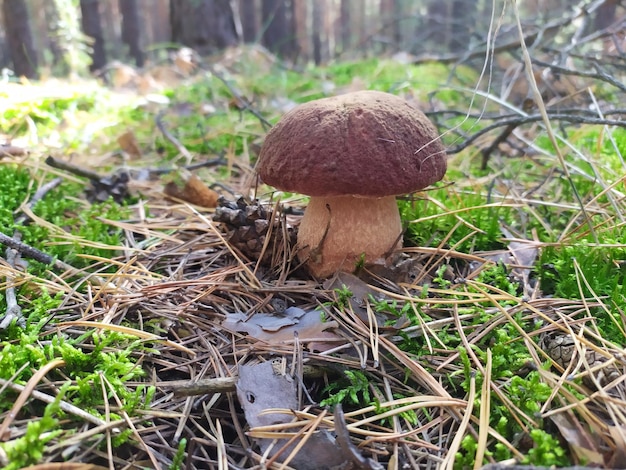 Bolet aux champignons blancs poussant dans la forêt Récolte d'automne