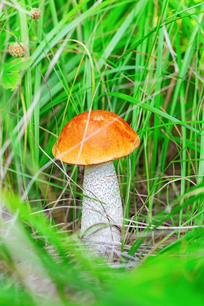 Bolet à calotte orange dans la forêt parmi l'herbe.