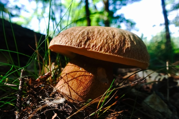 Bolets d'été savoureux dans le sol de la forêt