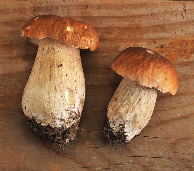 Boletus edulis. Boletus edulis est un champignon comestible