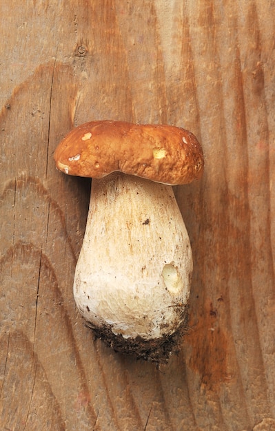 Boletus edulis. Boletus edulis est un champignon comestible