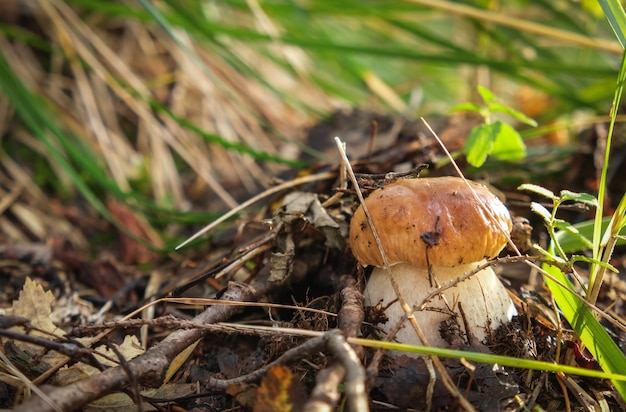 Boletus edulis cep penny bun porcino ou porcini est un champignon basidiomycète et l'espèce type du genre Boletus Photo prise en Carélie Russie