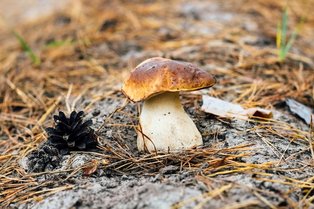 Boletus edulis, cèpes, penny bun, cèpes ou cèpes poussent dans l'herbe.