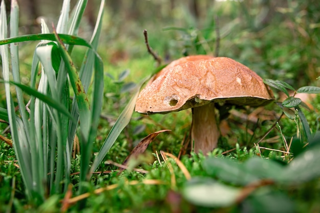 Boletus edulis dans le milieu naturel