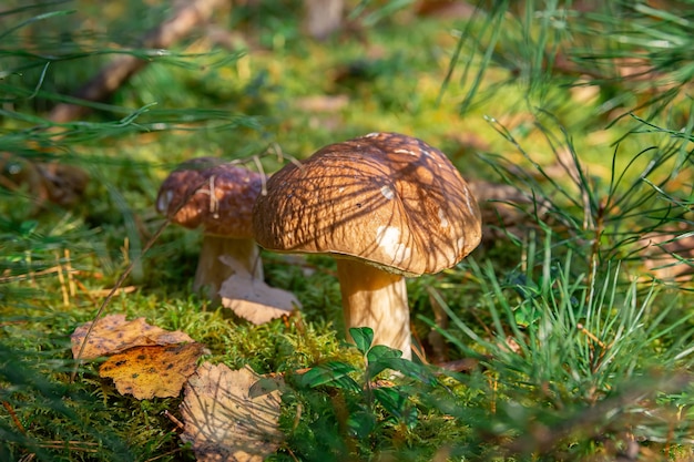 Boletus edulis dans le milieu naturel