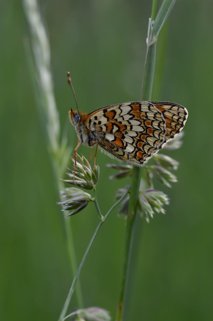 Photo boloria dia weaver's fritillary butterly gros plan dans la nature