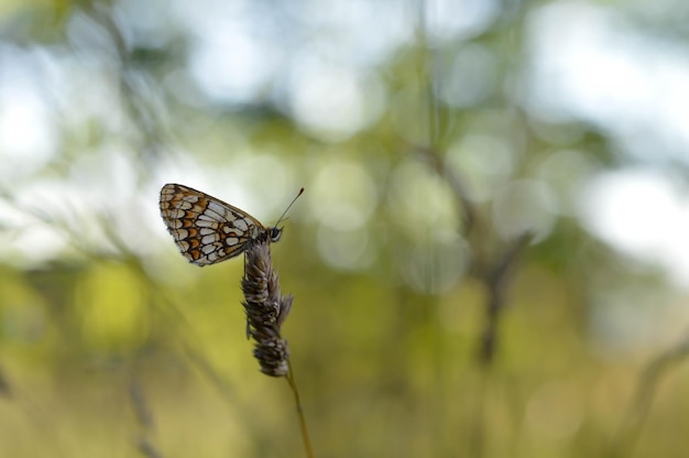 Boloria dia Weaver's Fritillary butterly gros plan dans la nature