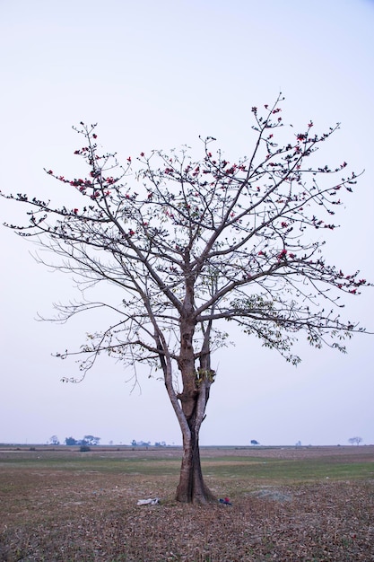 Bombax ceiba solitaire dans le champ sous le ciel bleu