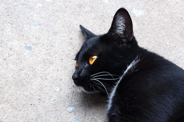 Bombay chat noir oeil jaune se détendre sur marbre