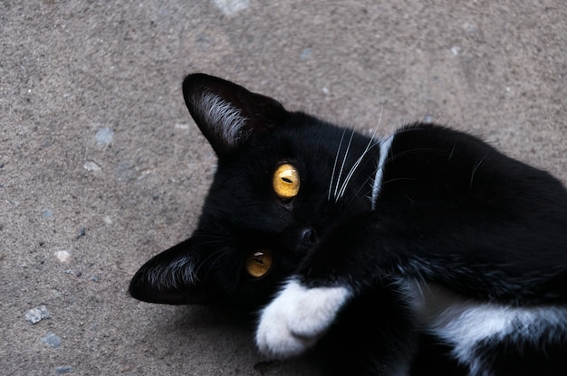 Bombay chat noir oeil jaune se détendre sur marbre