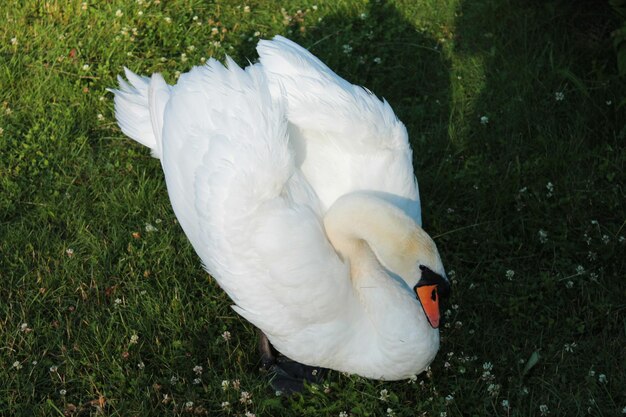 Un bon petit déjeuner et un soleil chaud ont endormi le cygne