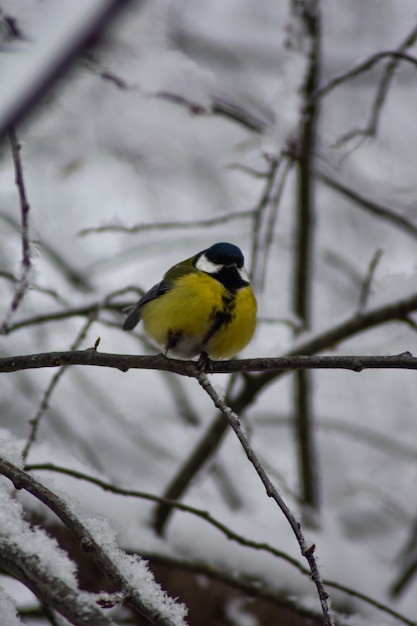 bonhomme de neige est assis sur une branche d'hiver