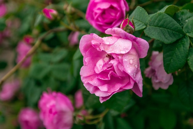 Bonjour Printemps. Belles roses fraîches dans la nature