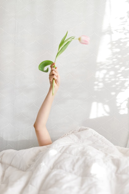 bonjour tulipes roses dans une main de femme