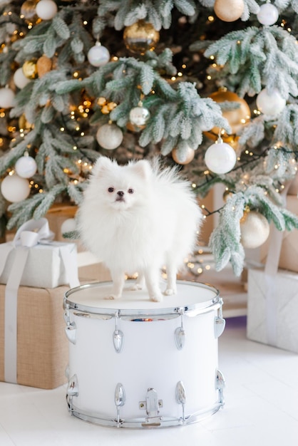 Bonne année joyeux Noël chiot poméranien vacances et célébrations animal de compagnie dans la chambre arbre de Noël chien en cadeau mise au point sélective douce