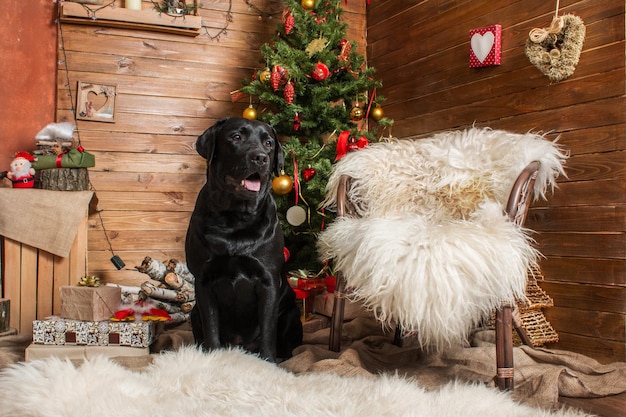 Bonne année, vacances de Noël et célébration. Chien (animal de compagnie) près de l'arbre de Noël.