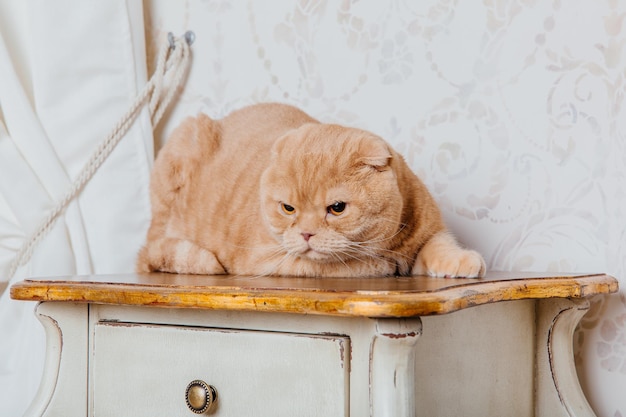 Bonne année, vacances de Noël et célébration. Portrait de race de chat Scottish Fold.