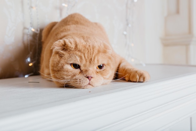 Bonne année, vacances de Noël et célébration. Portrait de race de chat Scottish Fold.