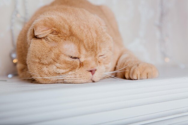 Bonne année, vacances de Noël et célébration. Portrait de race de chat Scottish Fold.