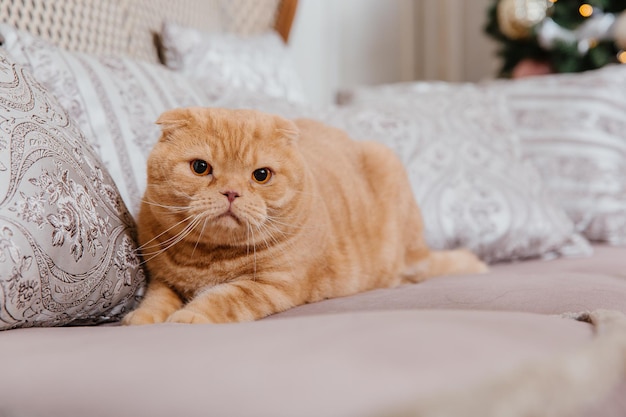 Bonne année, vacances de Noël et célébration. Portrait de race de chat Scottish Fold.