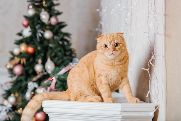 Bonne année, vacances de Noël et célébration. Portrait de race de chat Scottish Fold.